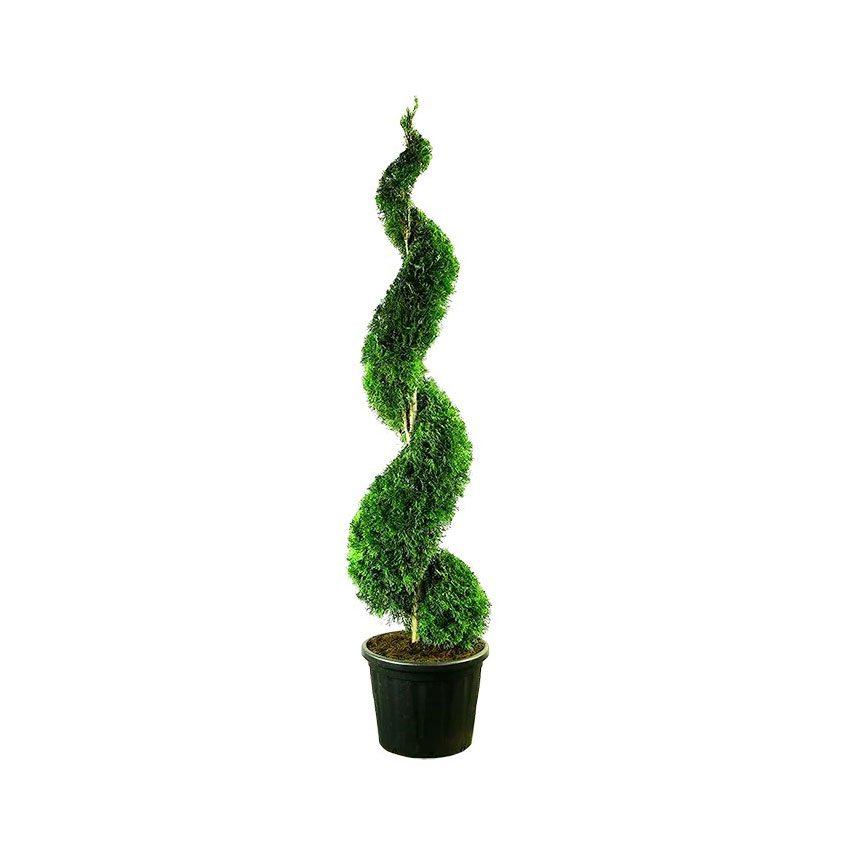 Tuia Smaragd Spirală 100-120 cm