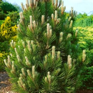 Pin bosniac inaltime 30/40 cm - Pinus Heldreichii Compact Gem